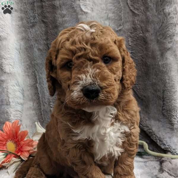 Milo, Mini Goldendoodle Puppy